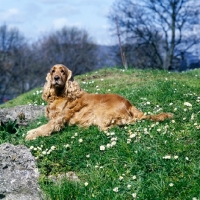 Picture of cocker spaniel, undocked, in pet trim, lying on a hillside