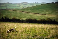 Picture of Cocker Spaniel walking in the hills