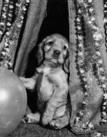 Picture of Cocker Spaniel with balloon at a party