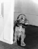 Picture of Cocker Spaniel with bone in mouth, standing behind door