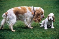 Picture of cocker spaniel with her uundocked puppy