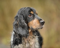 Picture of Cocker Spaniel