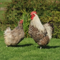 Picture of Cockerel and hen in a garden