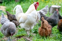 Picture of Cockerel and hens eating in the grass