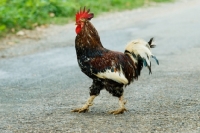 Picture of cockerel crossing the road