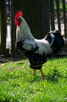 Picture of Cockerel on grass