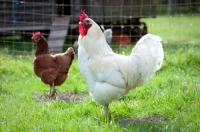 Picture of Cockerel standing in front of fence 