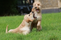 Picture of Cockerpoo (Cocker x Poodle) playing