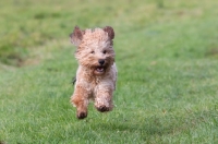 Picture of Cockerpoo running