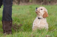 Picture of Cockerpoo sitting on grass