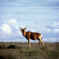 Picture of coke's hartebeest looking at camera, nairobi np