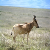 Picture of coke's hartebeest side view, nairobi np