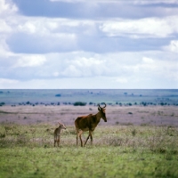 Picture of coke's hartebeest walking with young, nairobi np