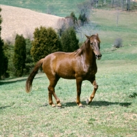 Picture of cold saturday blarney ben don, morgan horse in usa, traditional morgan