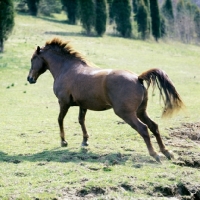 Picture of cold saturday blarney ben don, traditional morgan gelding leaping away