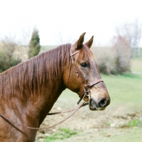 Picture of cold saturday blarney ben don, morgan horse, head study, traditional morgan
