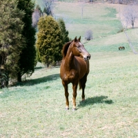 Picture of cold saturday blarney ben don, morgan horse in usa, traditional morgan