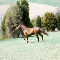 Picture of cold saturday blarney ben don, morgan horse in usa, traditional morgan