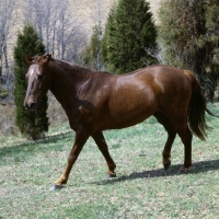 Picture of cold saturday blarney ben don, morgan horse in usa, traditional morgan