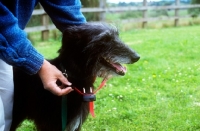 Picture of collar for freedom fencing being fitted to a lurcher