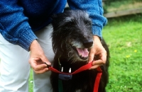 Picture of collar for freedom fencing collar being fitted to a lurcher