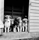 Picture of collie and shetland sheepdog puppies