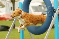 Picture of Collie crossbreed jumping through hoop