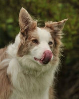 Picture of collie licking its nose