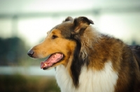 Picture of Collie profile