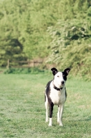 Picture of collie x staffie dog on grass