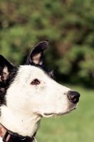 Picture of collie x staffie
