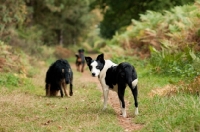 Picture of Collie x Whippet looking back at camera along path on a walk