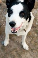 Picture of Collie x Whippet smiling at camera