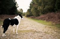 Picture of Collie x Whippet waiting along track in the wood