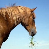 Picture of Colourful Finnish Horse, head study with grass, at YpÃ¤jÃ¤