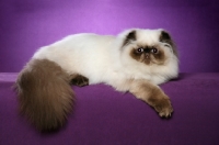 Picture of Colourpoint (Aka: Persian or Himalayan)