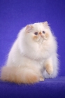 Picture of Colourpoint (Aka: Persian or Himalayan)