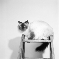 Picture of colourpoint cat  on a step ladder. (Aka: Persian or Himalayan)
