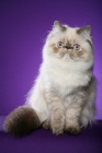 Picture of Colourpoint cat (Aka: Persian or Himalayan)