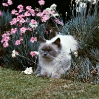 Picture of colourpoint cat, blue point, in a garden. (Aka: Persian or Himalayan)