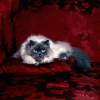 Picture of colourpoint cat, blue point, on silk pillow. (Aka: Persian or Himalayan)