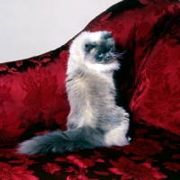Picture of colourpoint cat, blue point, sitting up on silk chair. (Aka: Persian or Himalayan)