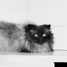 Picture of colourpoint cat, seal point. (Aka: Persian or Himalayan)