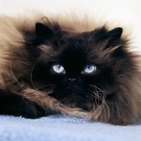 Picture of colourpoint cat, seal point portrait. (Aka: Persian or Himalayan)