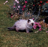 Picture of colourpoint fluffy kitten standing on grass. (Aka: Persian or Himalayan)