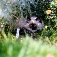 Picture of colourpoint kitten looking out from a flower bed. (Aka: Persian or Himalayan)