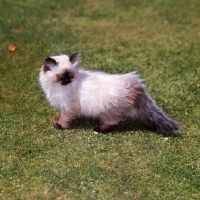 Picture of colourpoint kitten looking tired. (Aka: Persian or Himalayan)