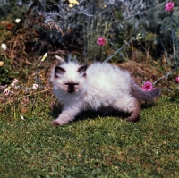 Picture of colourpoint kitten walking in garden. (Aka: Persian or Himalayan)