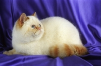 Picture of Colourpoint Red Tabby Exotic Shorthair