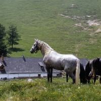Picture of colt at stubalm piber with 'soldatenhaus' in background
